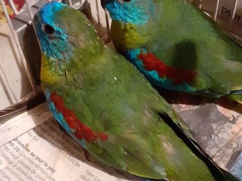 oiseaux turquoisines 30 22400 Landhen