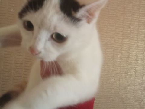 Bonjour je donne contre bon soin 4 chatons 0 61100 Flers