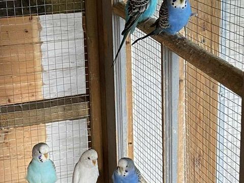 Perruches ondulées 5 35400 Saint-malo