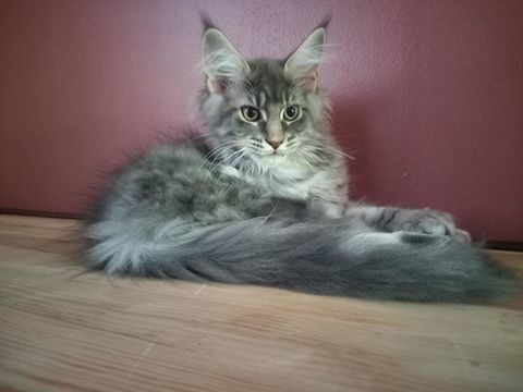chatons maine coon 800 62400 Bthune