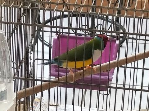 Diamant de gould 40 44110 Soudan