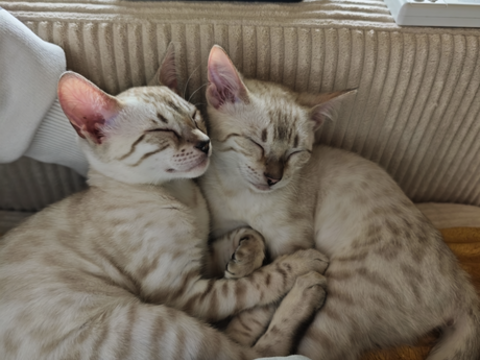 Chatons 0 13010 Marseille