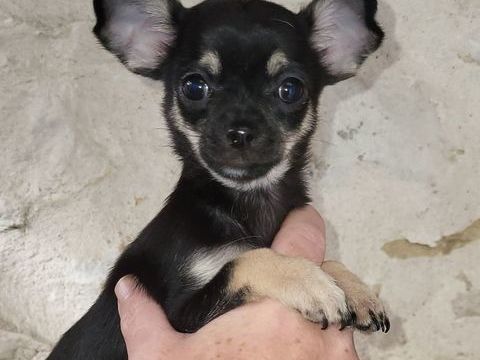 2 chihuahuas m&acirc;les &agrave; r&eacute;server 950 85580 Triaize