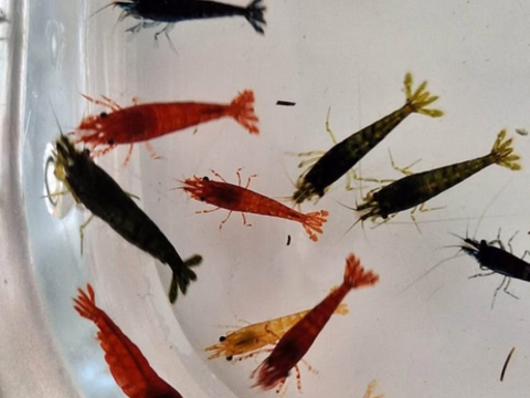 Crevettes coloris vari&eacute;s 30 44640 Le pellerin