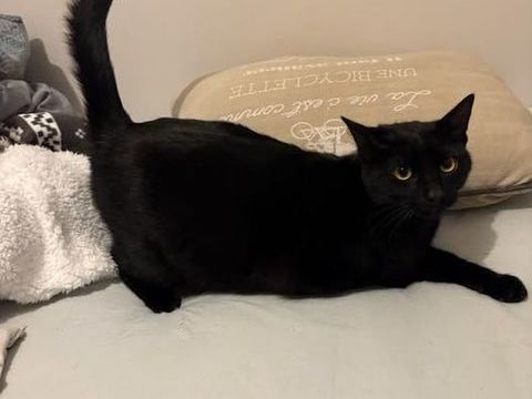 Chat SLY &agrave; l adoption 180 07100 Annonay