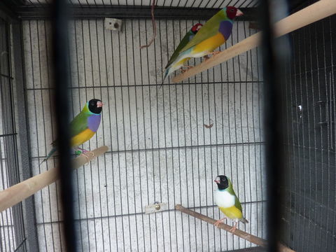 DIAMANT GOULD 45 64990 Saint-pierre-d'irube