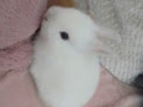 B&eacute;b&eacute; lapin 25 76620 Le havre