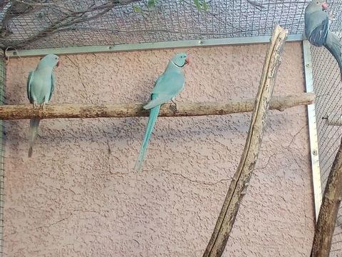 collier d'asie male 70 11100 Narbonne