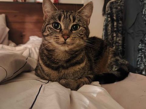 Mira 200 44000 Nantes