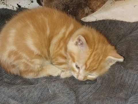 Donne chaton m&acirc;le 0 62770 Le parcq
