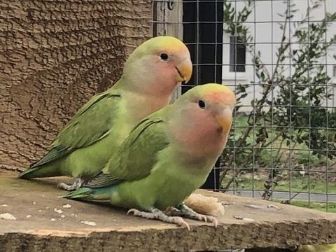 Vend femelles Ins&eacute;parables 35 40140 Soustons