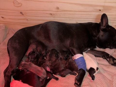 Chiots bouledogue fran&ccedil;ais 0 34480 Puimisson