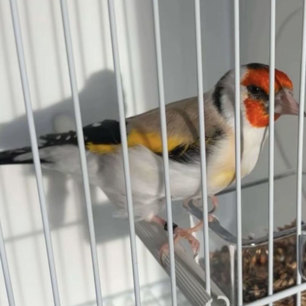   Canari mâle 
