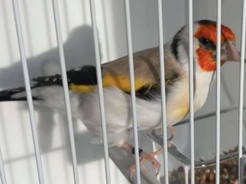 Canari m&acirc;le 120 77000 Melun
