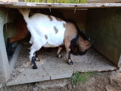 chevreau nain 60 82200 Moissac