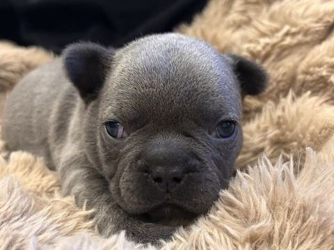 Bouledogue fran&ccedil;ais bleu 1280 26380 Peyrins