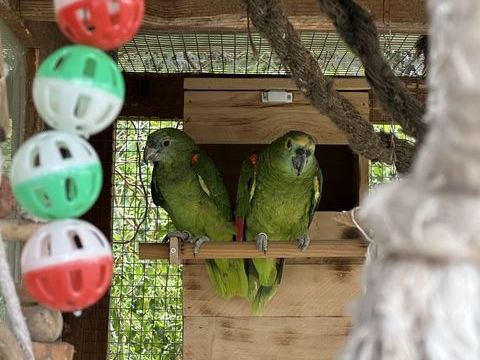 couple d'amazone 1200 31380 Montastruc-la-conseill�re