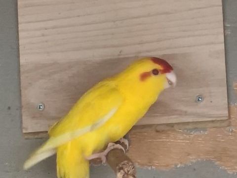 kakariki 35 40400 Tartas