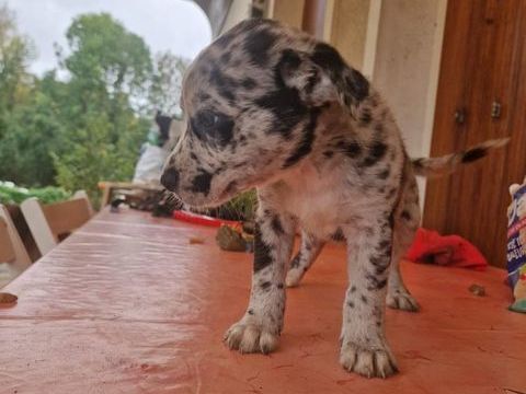 Chiot border bleu merle et staff chocolat  0 45200 Montargis