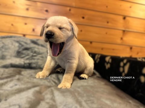 Chiots Labrador LOF 1200 89350 Champignelles