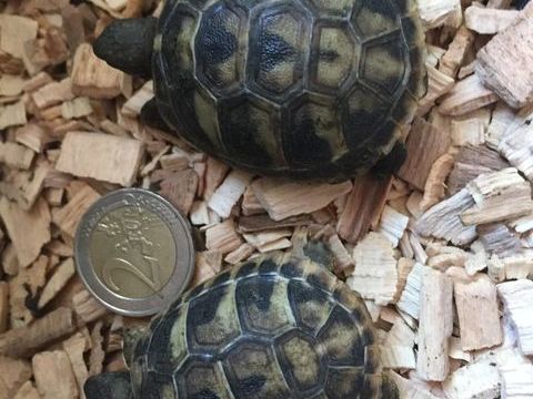 BB Tortues de terre n&eacute;es dans l'&eacute;t&eacute; 40 30600 Vauvert