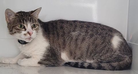 BLANCA, chatte blanche et tigr&eacute;e 5 ans 120 34500 Béziers