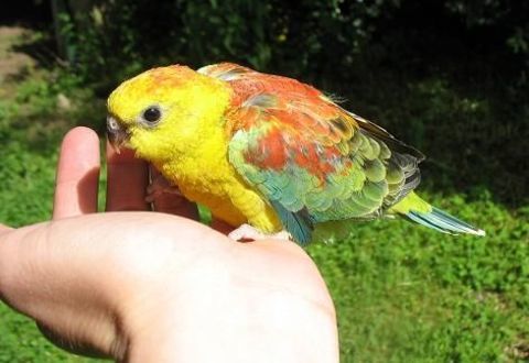 Tr&egrave;s Belles Perruche &agrave; Croupion Rouge EAM Bagu&eacute;s 2025 120 94450 Limeil-br�vannes