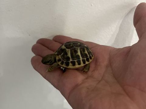 Tortue 60 95400 Villiers-le-bel