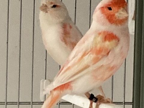 Canaris (couple) 50 95330 Domont