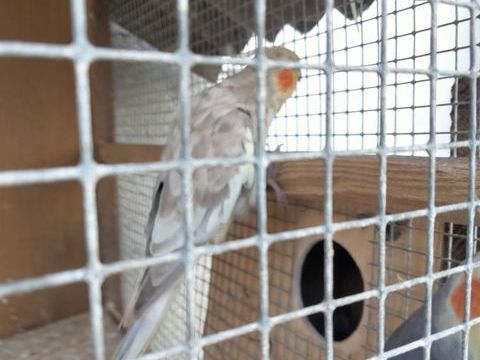 Perruche calopsitte 50 07200 Aubenas