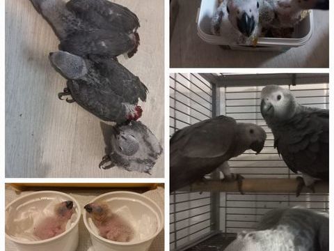 Perroquet Gris du gabon EAM 2025 1250 
