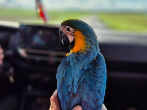 Ara Ararauna 1800 07100 Annonay