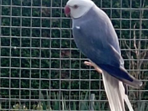 Perruche à collier 1 53170 Meslay-du-maine