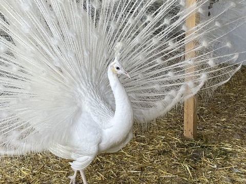 Splading 300 85130 La verrie