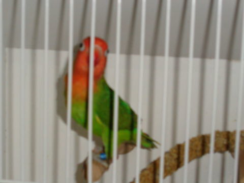 INSEPARABLE 35 35190 Tint�niac