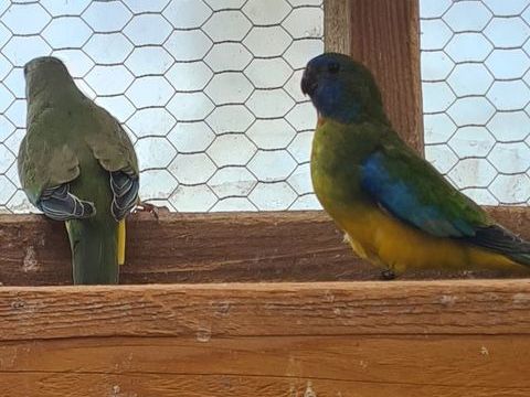 Perruche splendide 50 17240 Saint-ciers-du-taillon