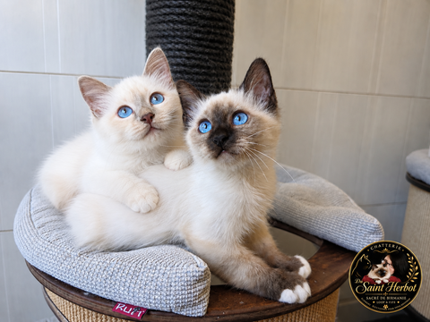 Chatons Males sacr&eacute; de birmanie LOOF porteur cinnamon 1700 56400 Auray