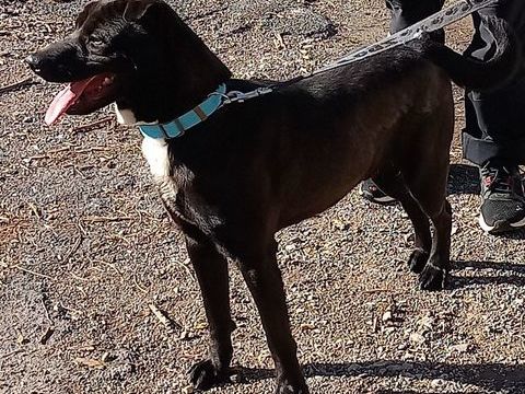 BANZAI, croisé shar pei, 2 ans 300 66000 Perpignan