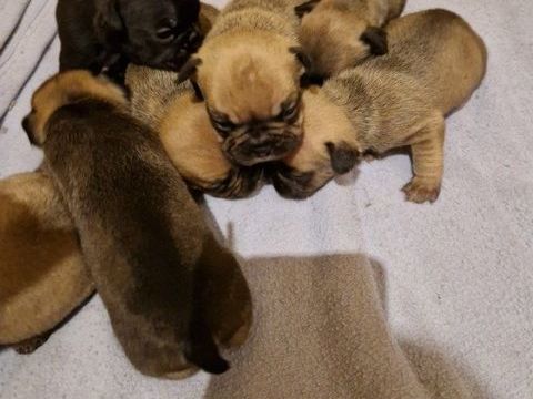 Bouledogue français 0 15400 Riom-s-montagnes