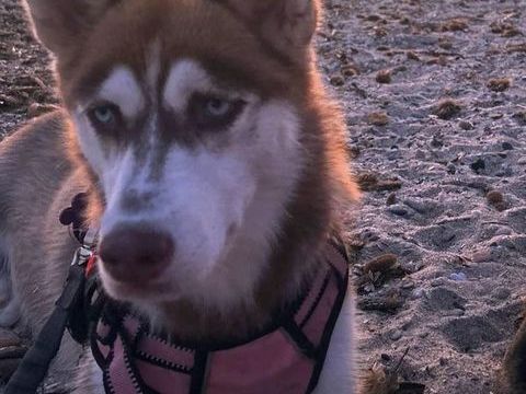 Husky femelle 550 55600 Marville