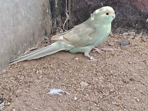 Couple de kakariki 90 07100 Boulieu-l�s-annonay