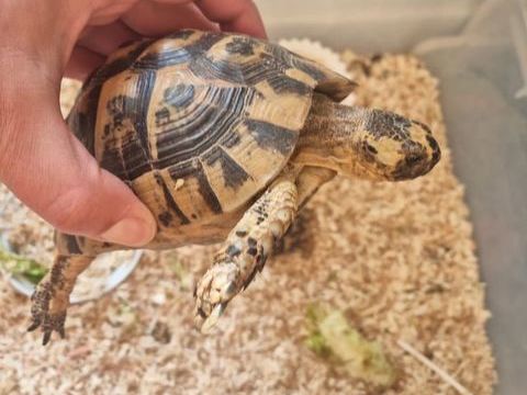 Couple Tortue de terre grecque 300 69002 Lyon