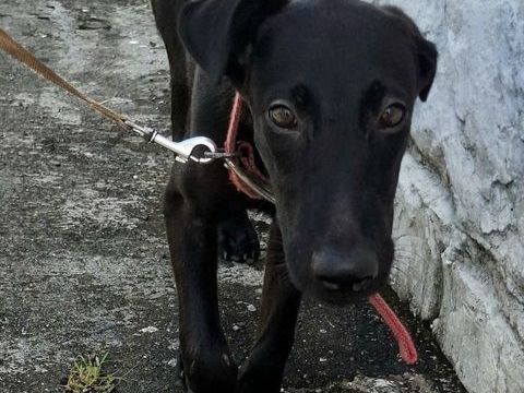 Dusty, m&acirc;le crois&eacute; berger, n&eacute; le 15/06/2025 🐶 300 35000 Rennes