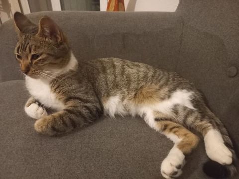 Chat ETOILE à l adoption 200 26330 Chteauneuf-de-galaure