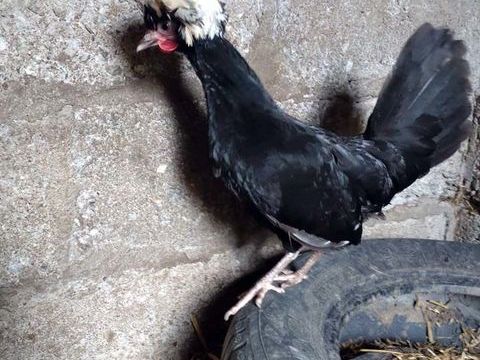 WAAL, magnifique coq Hollandais à adopter via l'association UMA 1 44170 Abbaretz