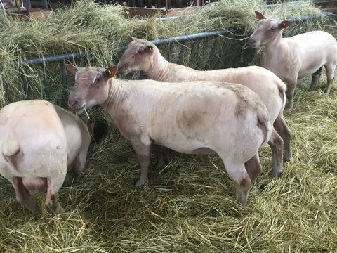 Béliers Agneaux Agnelles  mouton Charollais 0 72400 La fert-bernard