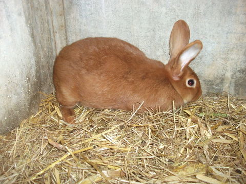 mâle véritable Fauve de Bourgogne de 8 mois vacciné 30 44590 Derval