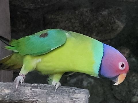 perruche tete de prune 80 35120 Dol-de-bretagne