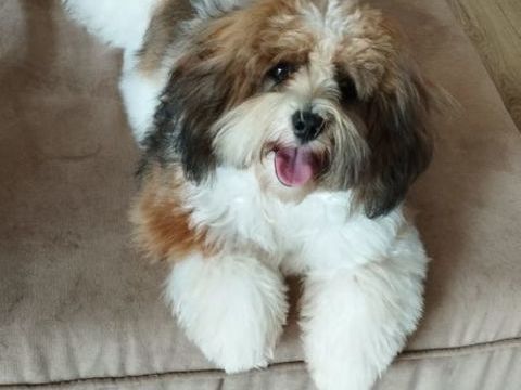 BICHONS HAVANAIS 1290 22220 Tr�darzec