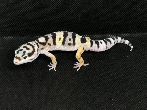 Disponible 6 m&acirc;les gecko l&eacute;opard n&eacute;s en 2025 100 13570 Barbentane